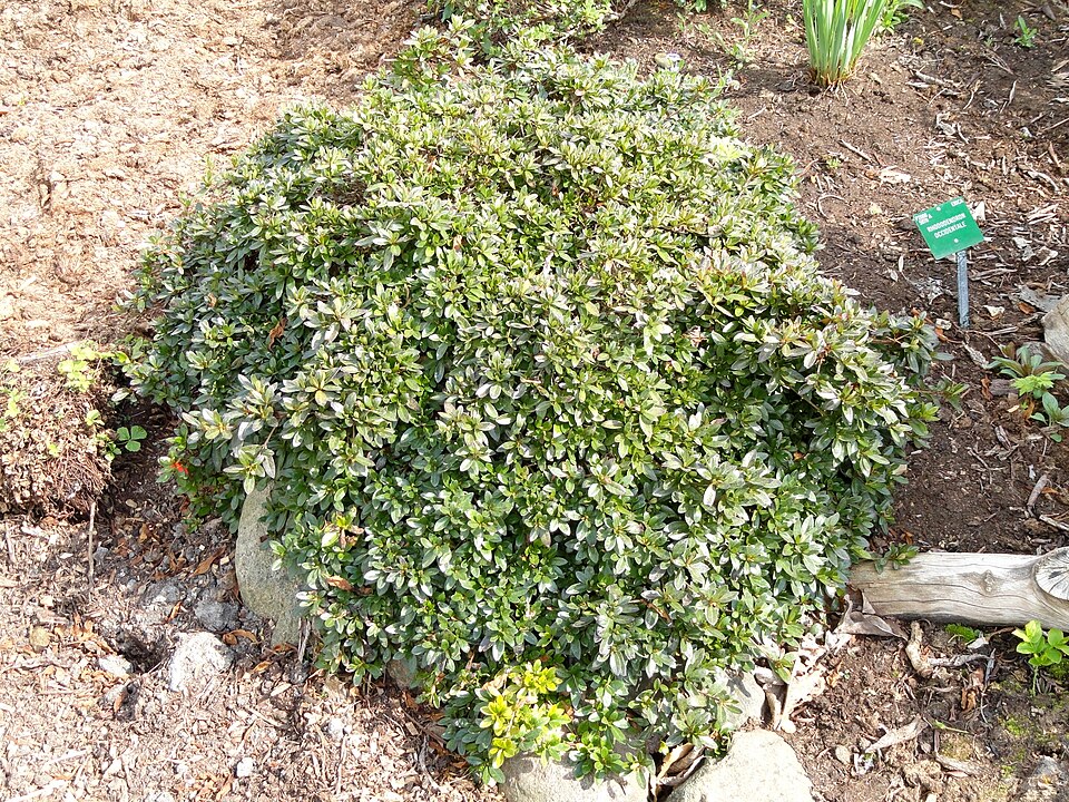 Rhododendron occidentale (western azalea) (alternate view 7)