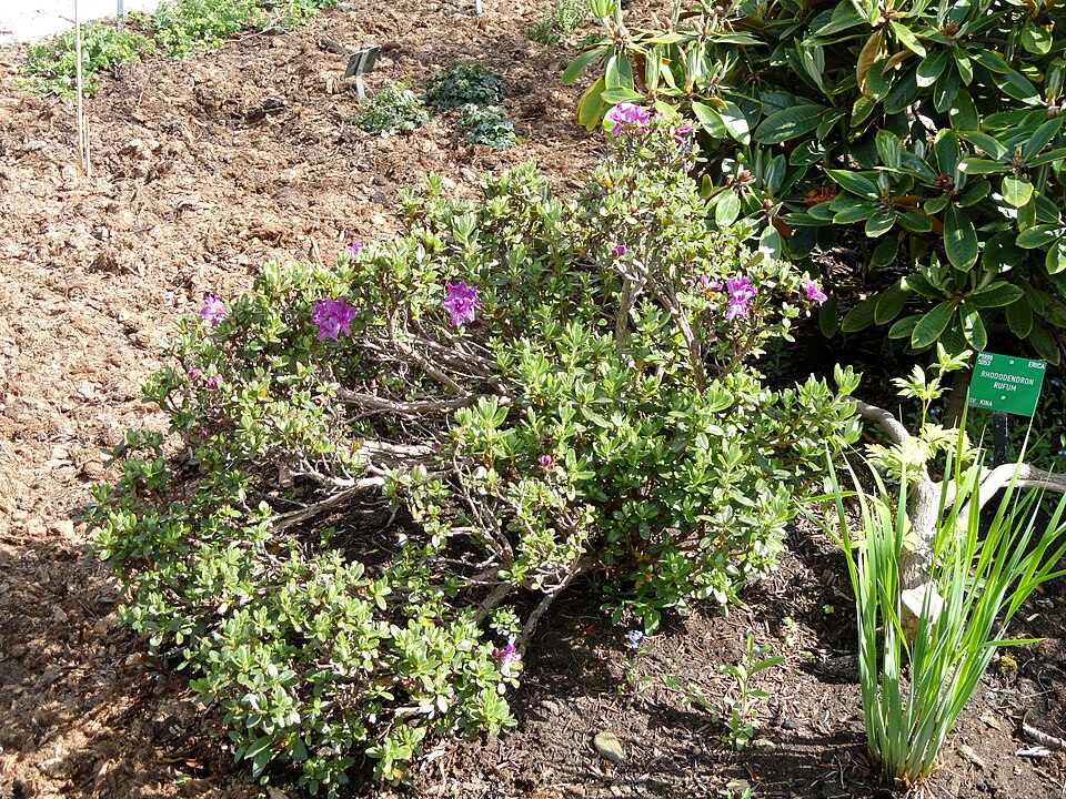 Rhododendron occidentale (western azalea) (alternate view 8)