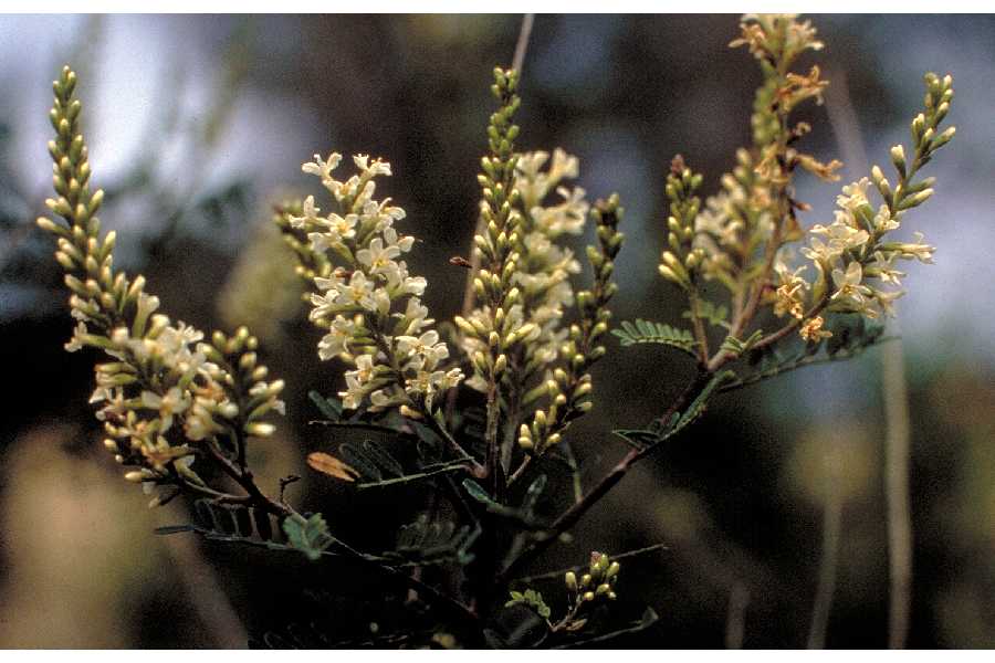 Eysenhardtia texana (Texas Kidneywood) (alternate view 5)