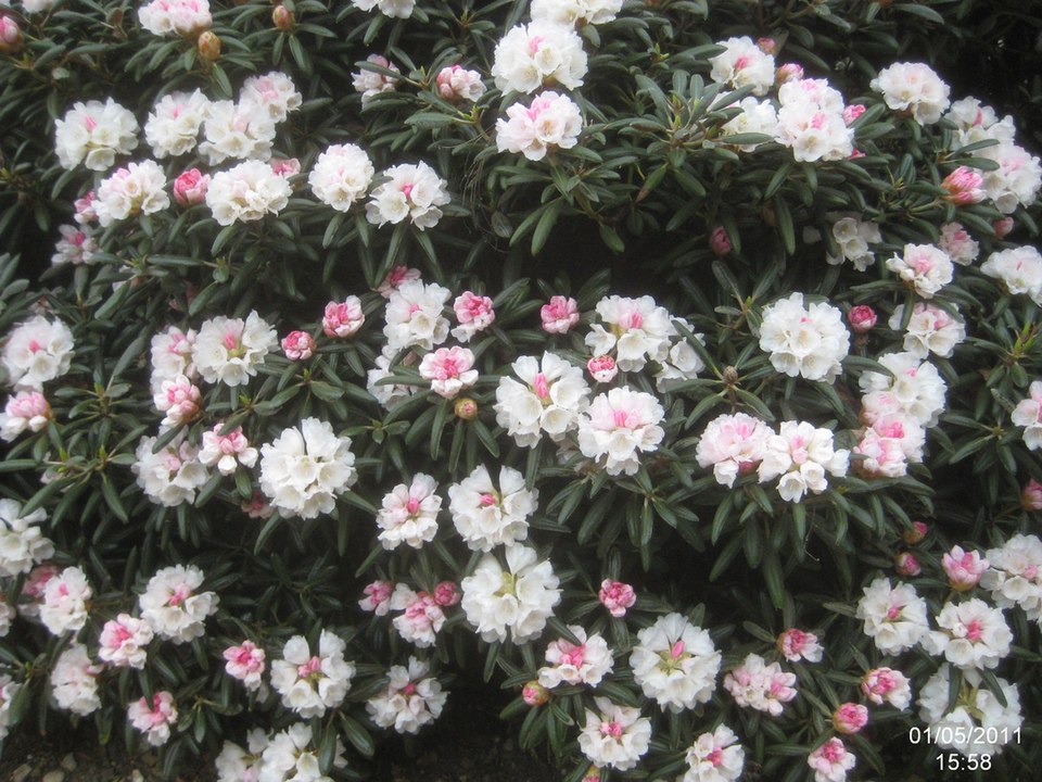 Rhododendron yakushimanum (yakushima rhododendron) (alternate view 6)