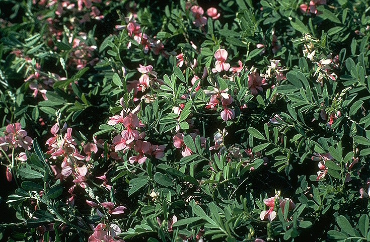 Indigofera miniata (Scarlet Pea) (alternate view 3)