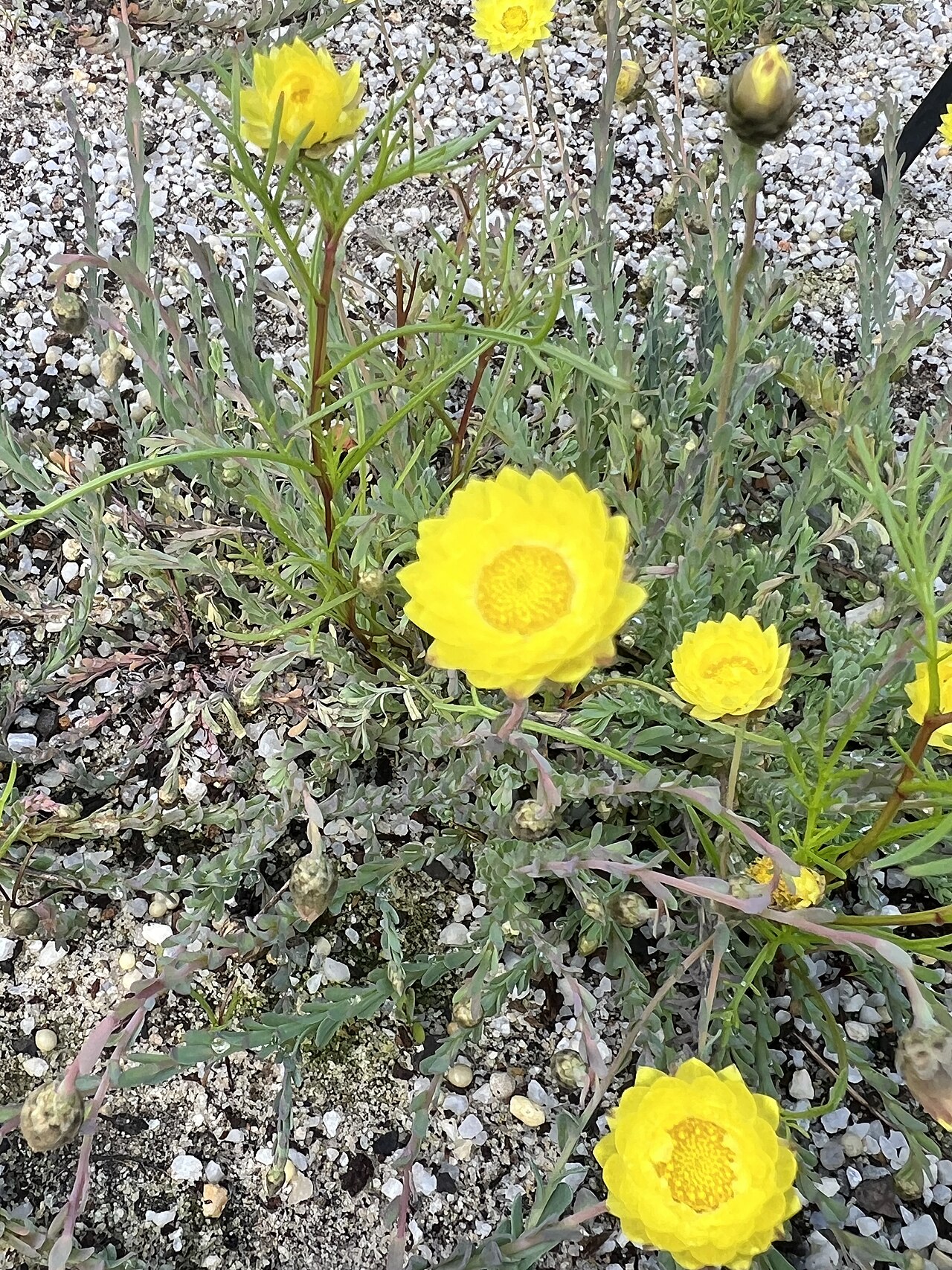 Rhodanthe chlorocephala, Pink paper daisy — upright deciduous (Asteraceae) (image 4 of 10)