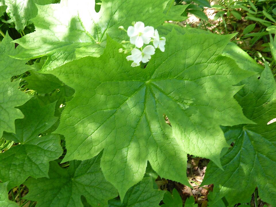Diphylleia cymosa (Umbrella Leaf) (alternate view 8)
