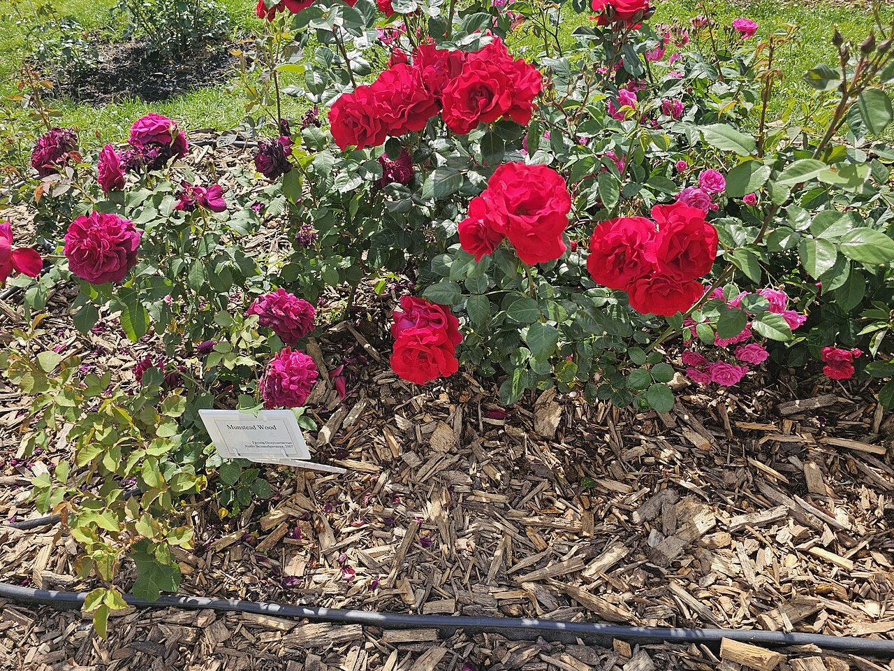 Rosa 'Munstead Wood', Rose 'Munstead Wood' — upright deciduous (Rosaceae) (image 9 of 10)
