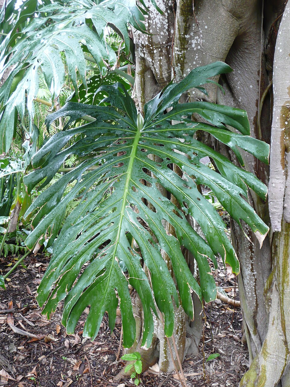 Thaumatophyllum bipinnatifidum (Split-Leaf Philodendron) (alternate view 7)
