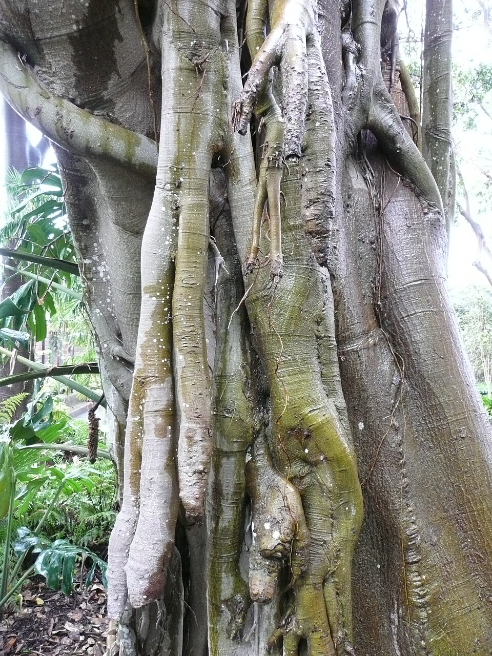 Ficus rubiginosa (Port Jackson fig) (alternate view 6)