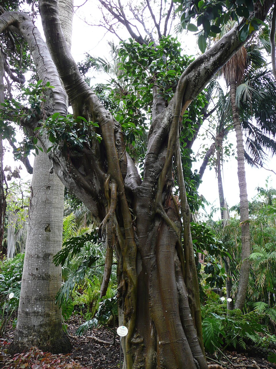 Ficus rubiginosa (Port Jackson fig) (alternate view 7)
