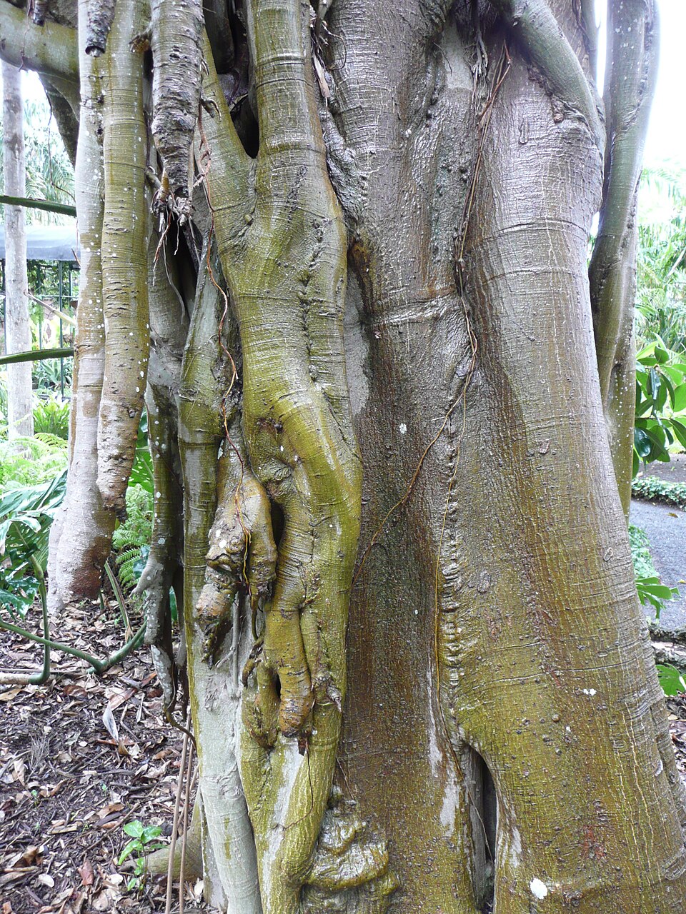 Ficus rubiginosa (Port Jackson fig) (alternate view 8)