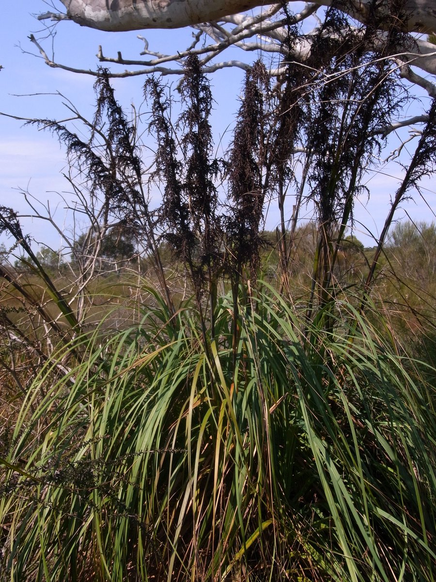 Gahnia sieberiana (Red-fruit Saw-sedge) (alternate view 5)