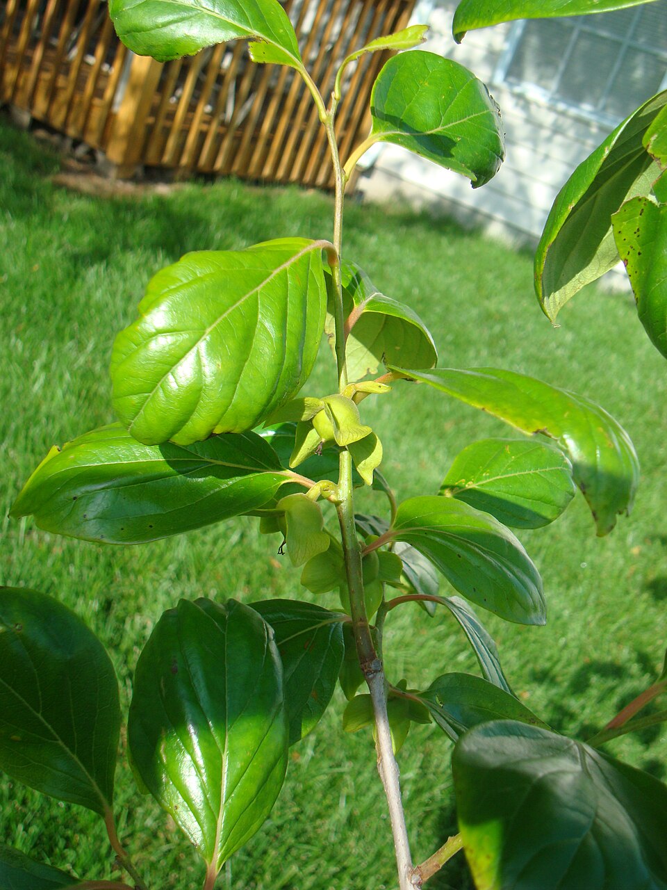 Diospyros kaki (Japanese Persimmon) (alternate view 8)
