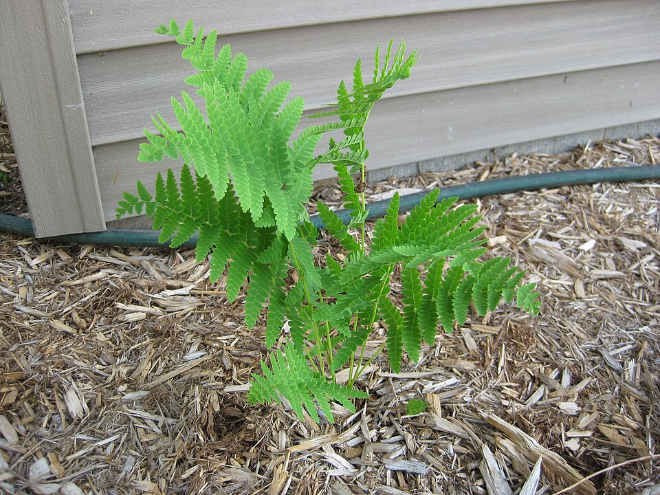 Osmunda claytoniana (interrupted fern)