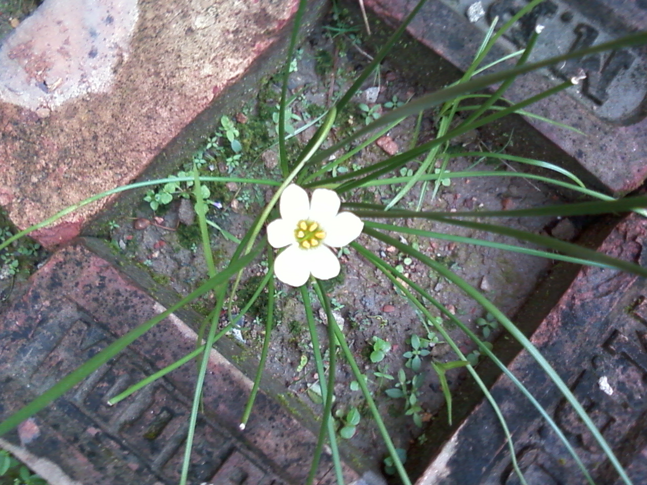 Zephyranthes candida, White rain lily — clumping semi-evergreen (Amaryllidaceae) (image 4 of 10)