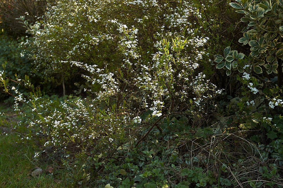 Spiraea thunbergii (Thunberg spirea) (alternate view 4)