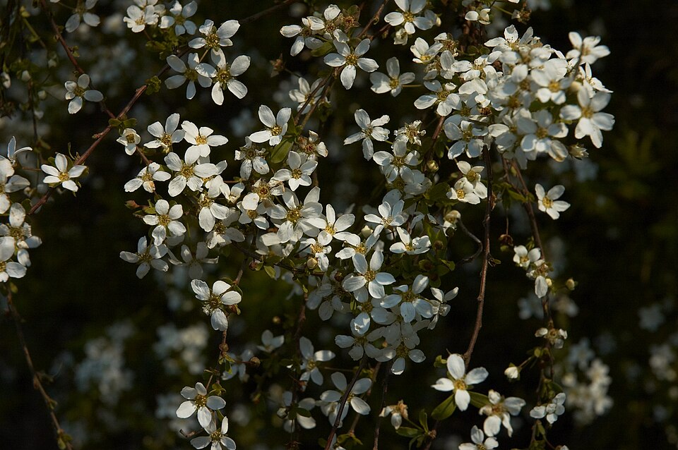 Spiraea thunbergii (Thunberg spirea) (alternate view 5)