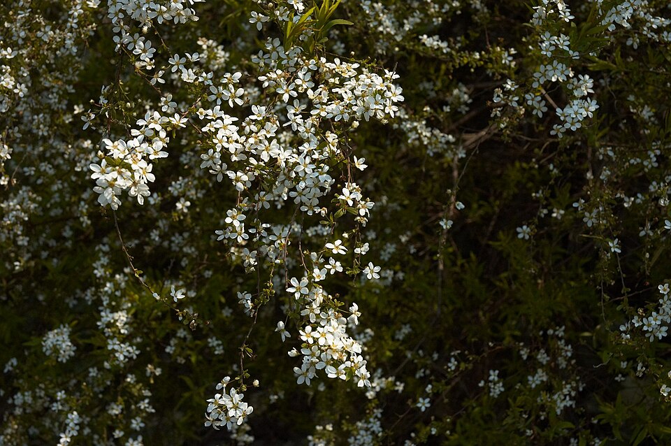 Spiraea thunbergii (Thunberg spirea) (alternate view 6)