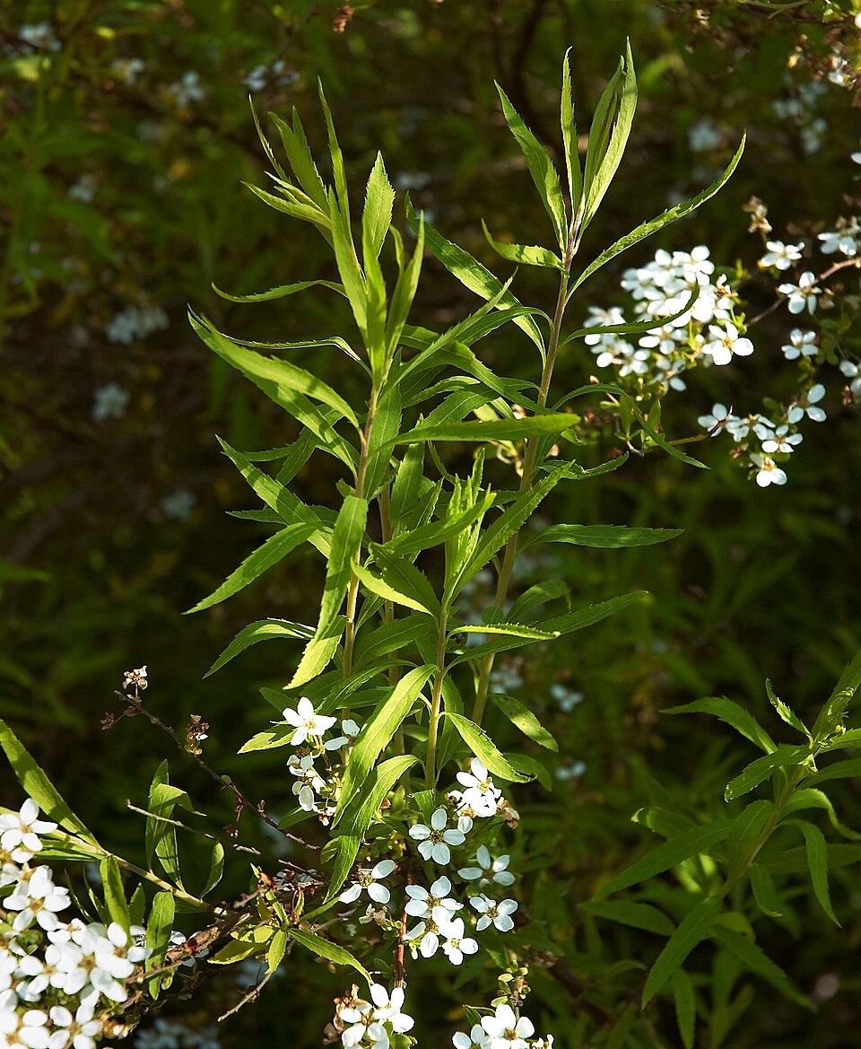 Spiraea thunbergii (Thunberg spirea) (alternate view 7)