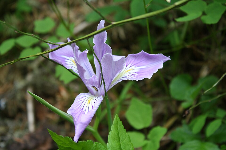 Iris tenax (Oregon Flag Iris) (alternate view 6)