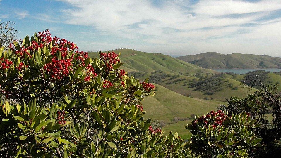 Heteromeles arbutifolia (Toyon)
