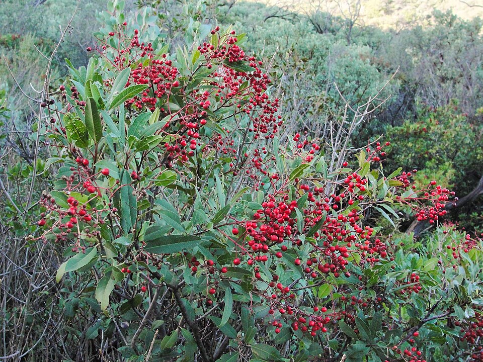 Heteromeles arbutifolia (Toyon)