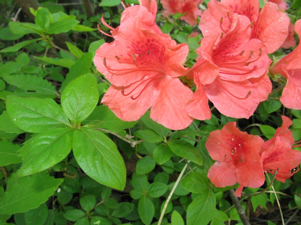 Rhododendron kaempferi, Kaempfer azalea — upright semi-evergreen (Ericaceae) (image 5 of 10)