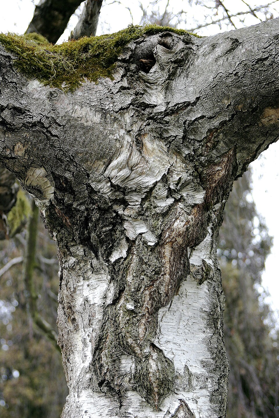 Betula nigra (River Birch) (alternate view 5)