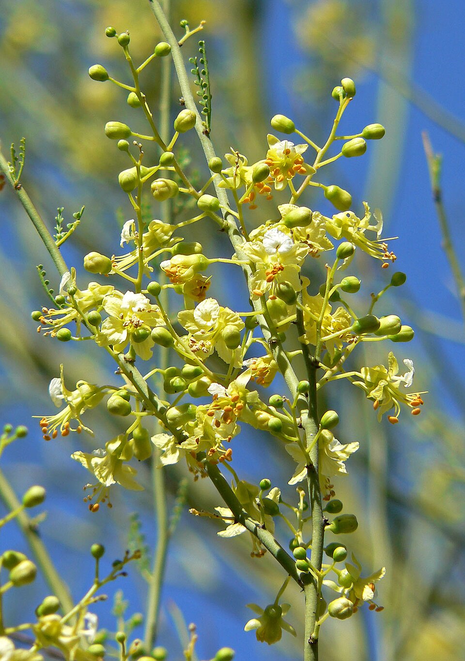 Parkinsonia microphylla (little-leaved palo verde) (alternate view 7)