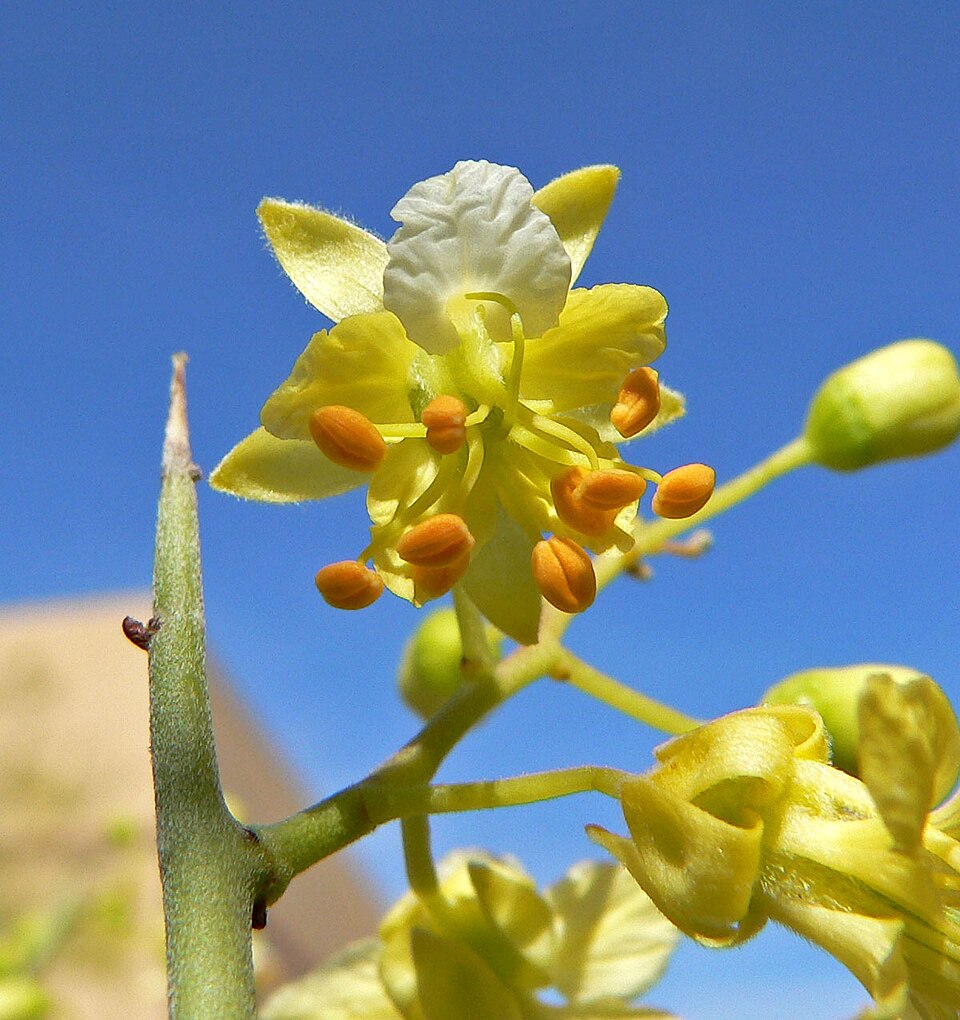 Parkinsonia microphylla (little-leaved palo verde) (alternate view 8)