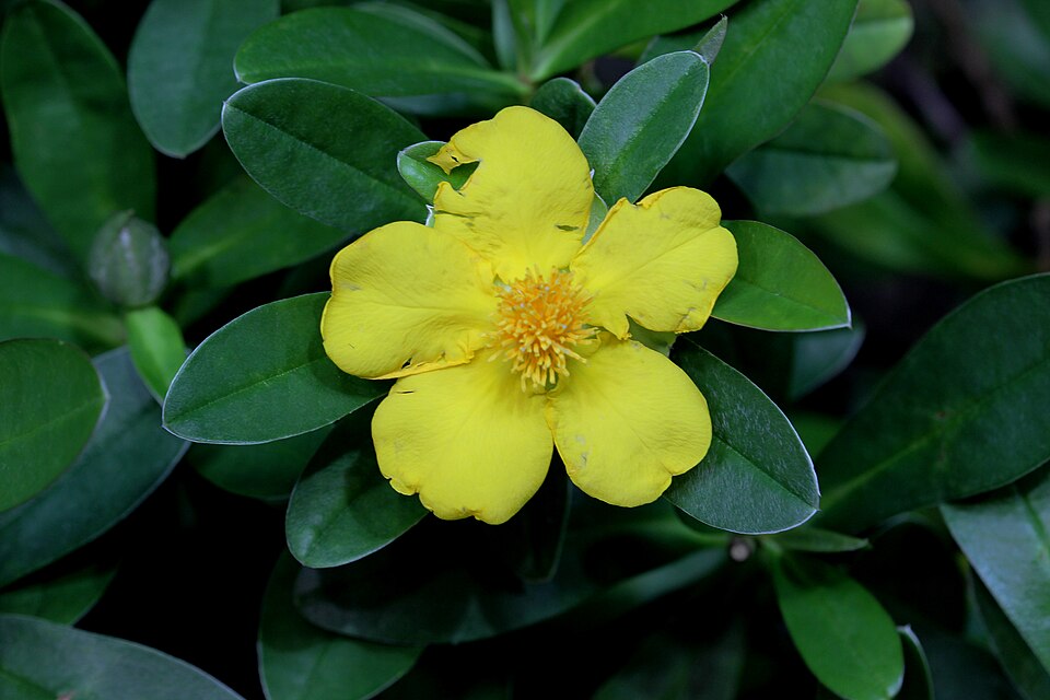 Hibbertia scandens (Climbing Guinea flower) (alternate view 2)