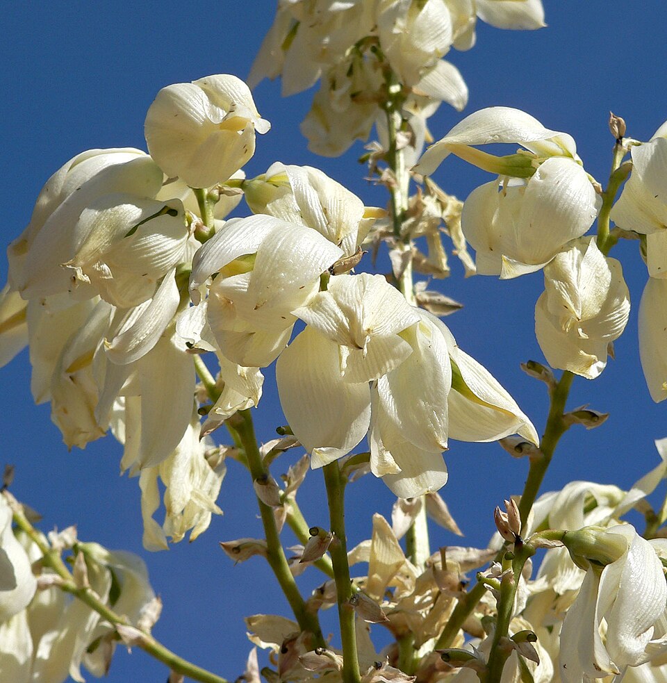 Yucca elata (soaptree yucca) (alternate view 3)