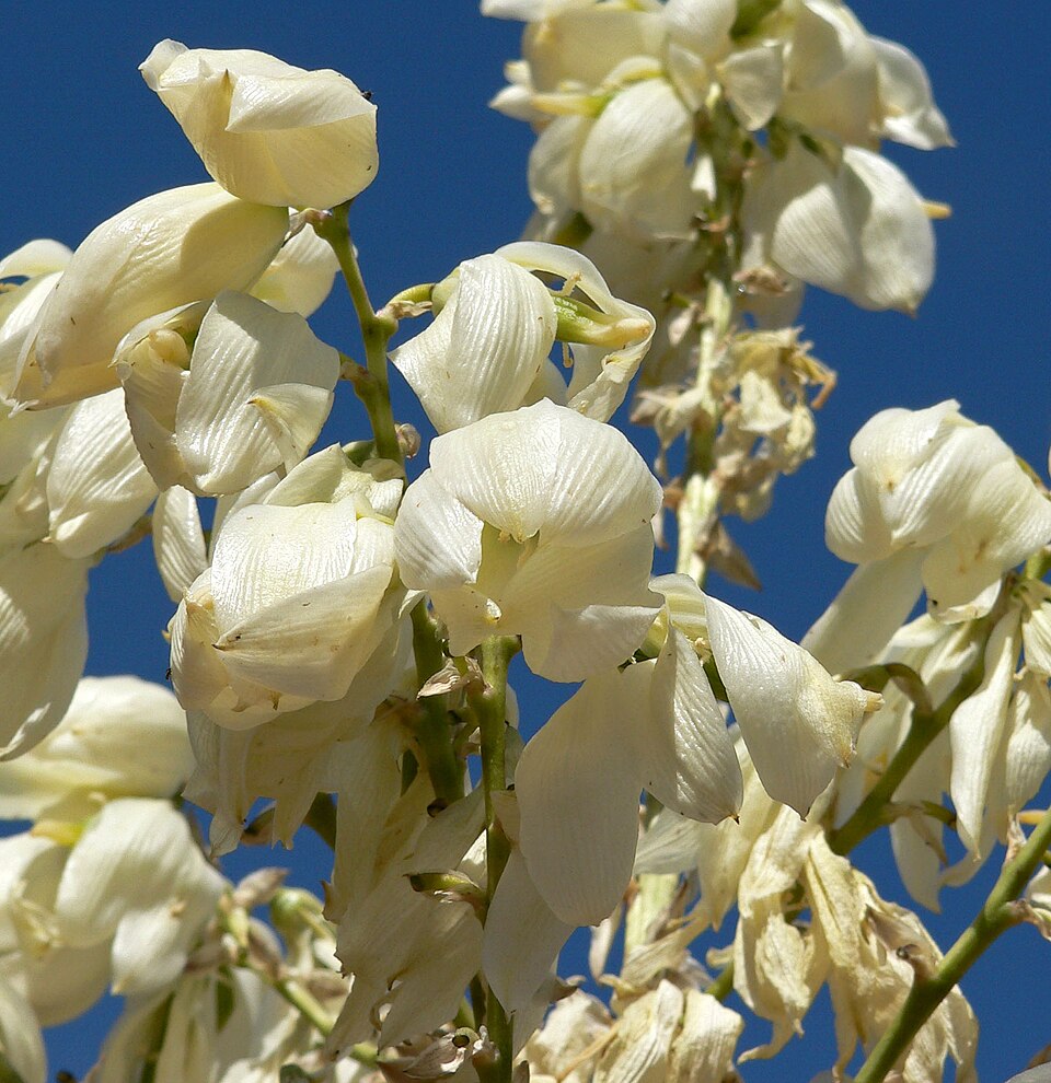 Yucca elata (soaptree yucca) (alternate view 4)