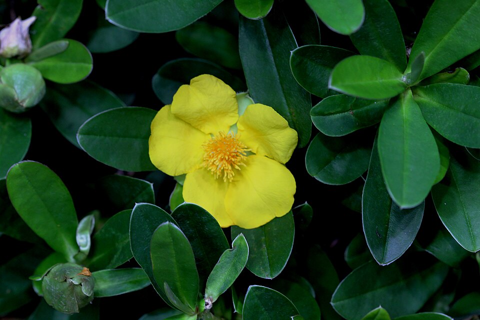 Hibbertia scandens (Climbing Guinea flower) (alternate view 3)