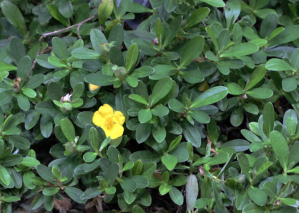 Hibbertia scandens (Climbing Guinea flower) (alternate view 4)