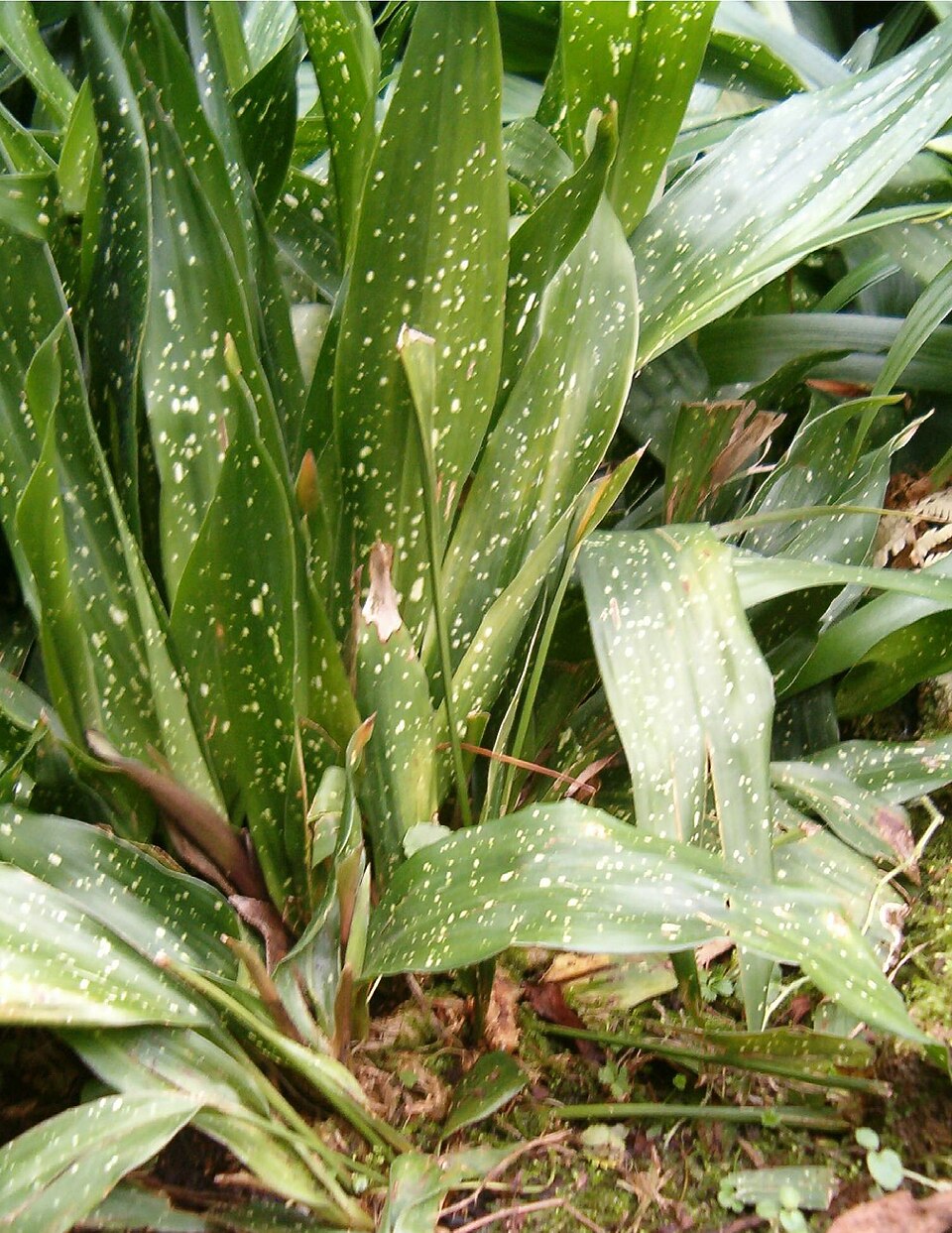Aspidistra elatior (Cast Iron Plant) (alternate view 10)