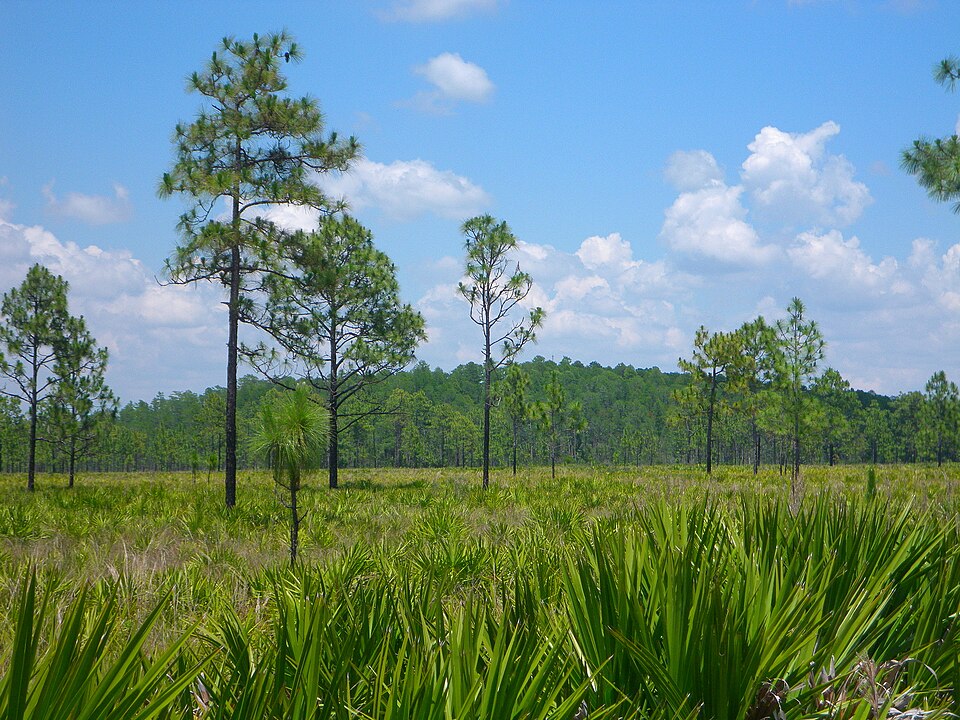 Serenoa repens (saw palmetto) (alternate view 2)