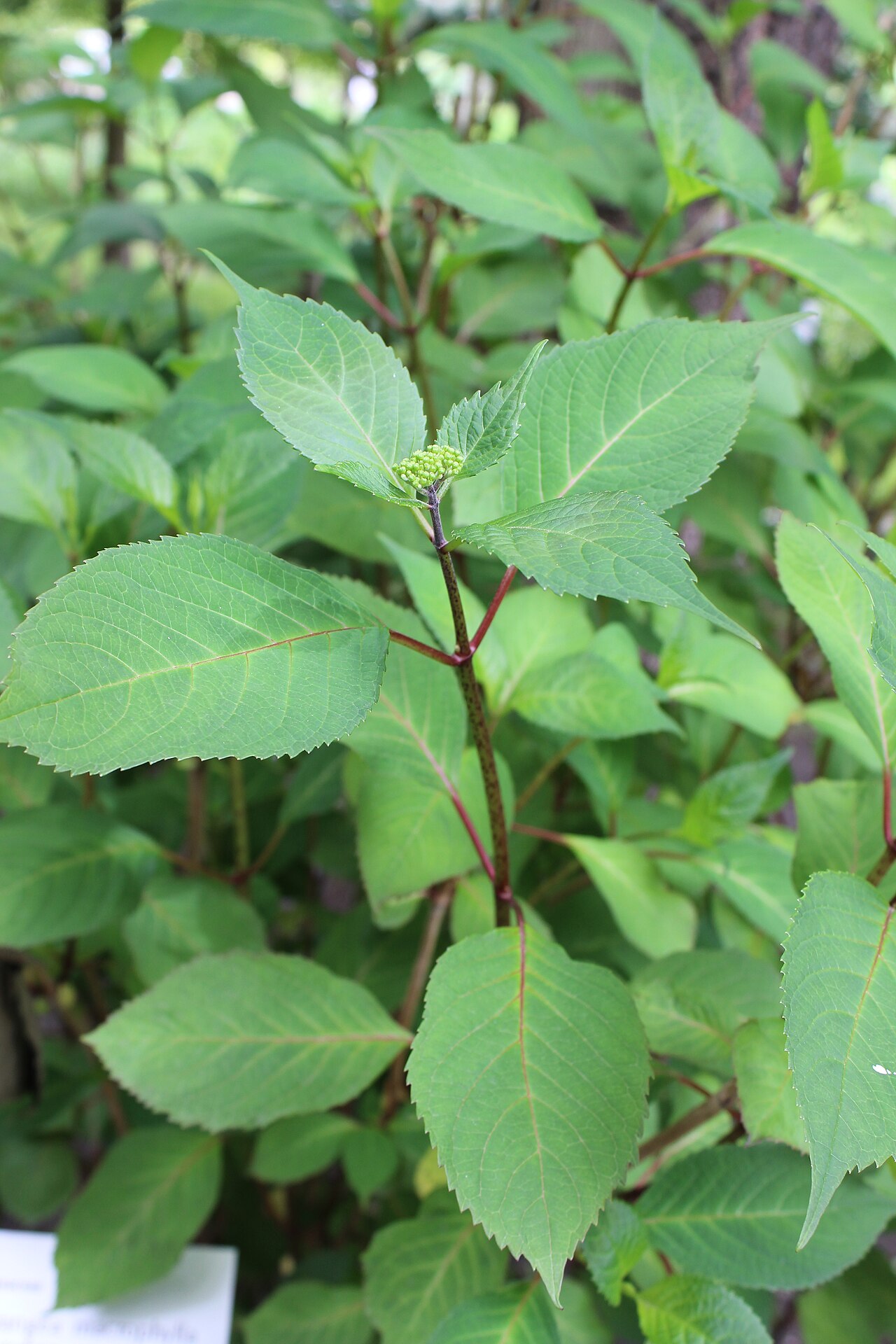Hydrangea serrata, Mountain hydrangea — mounding deciduous (Hydrangeaceae) (image 6 of 7)