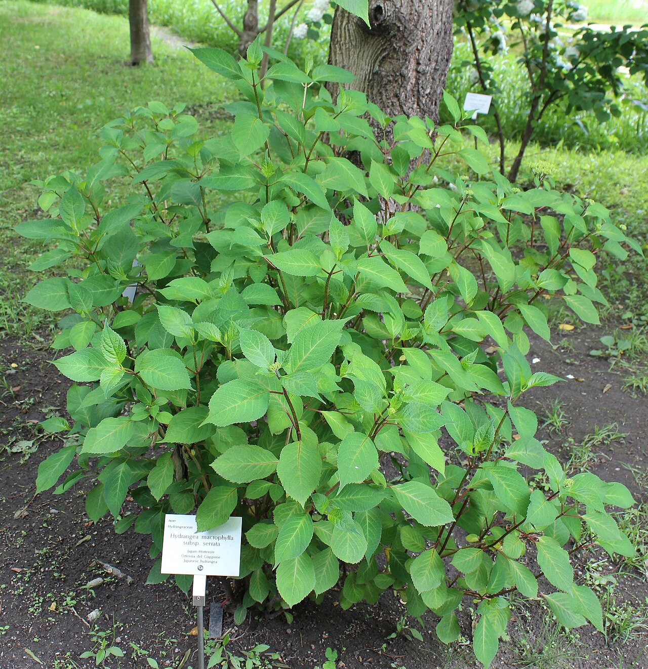 Hydrangea serrata, Mountain hydrangea — mounding deciduous (Hydrangeaceae) (image 7 of 7)
