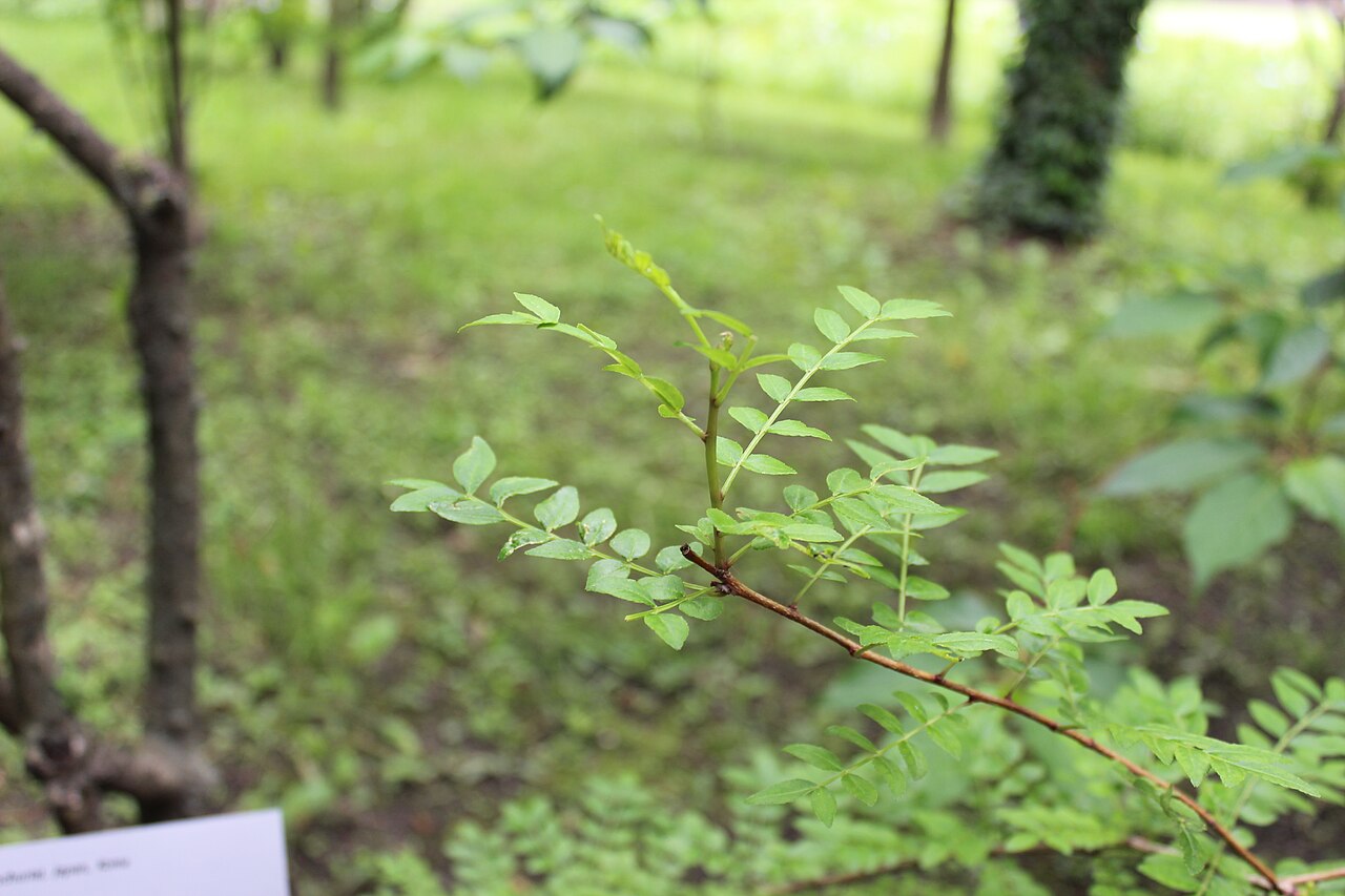Zanthoxylum piperitum, Japanese pepper — upright deciduous (Rutaceae) (image 5 of 10)