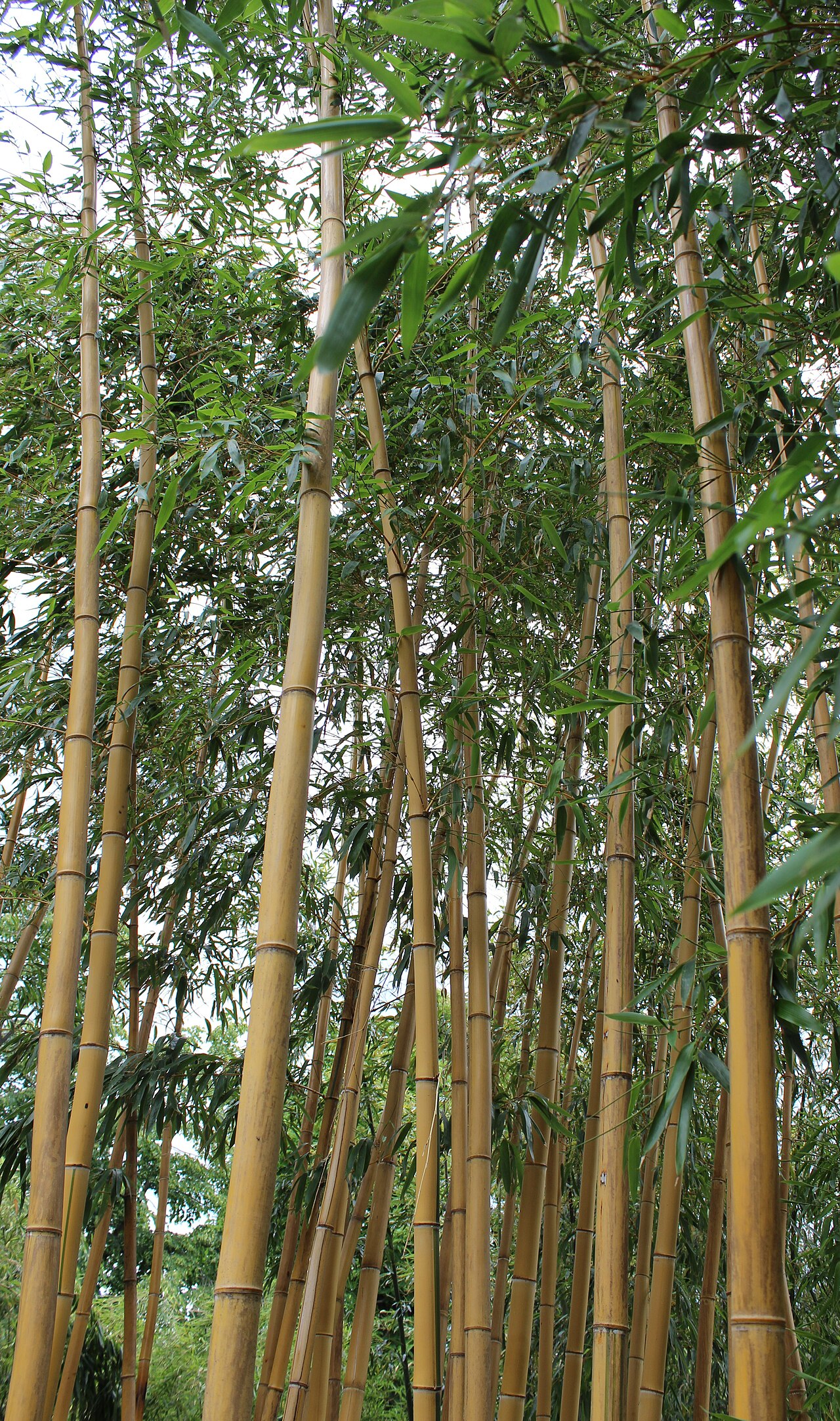 Sasa veitchii, Kuma bamboo grass — spreading evergreen (Poaceae) (image 7 of 9)