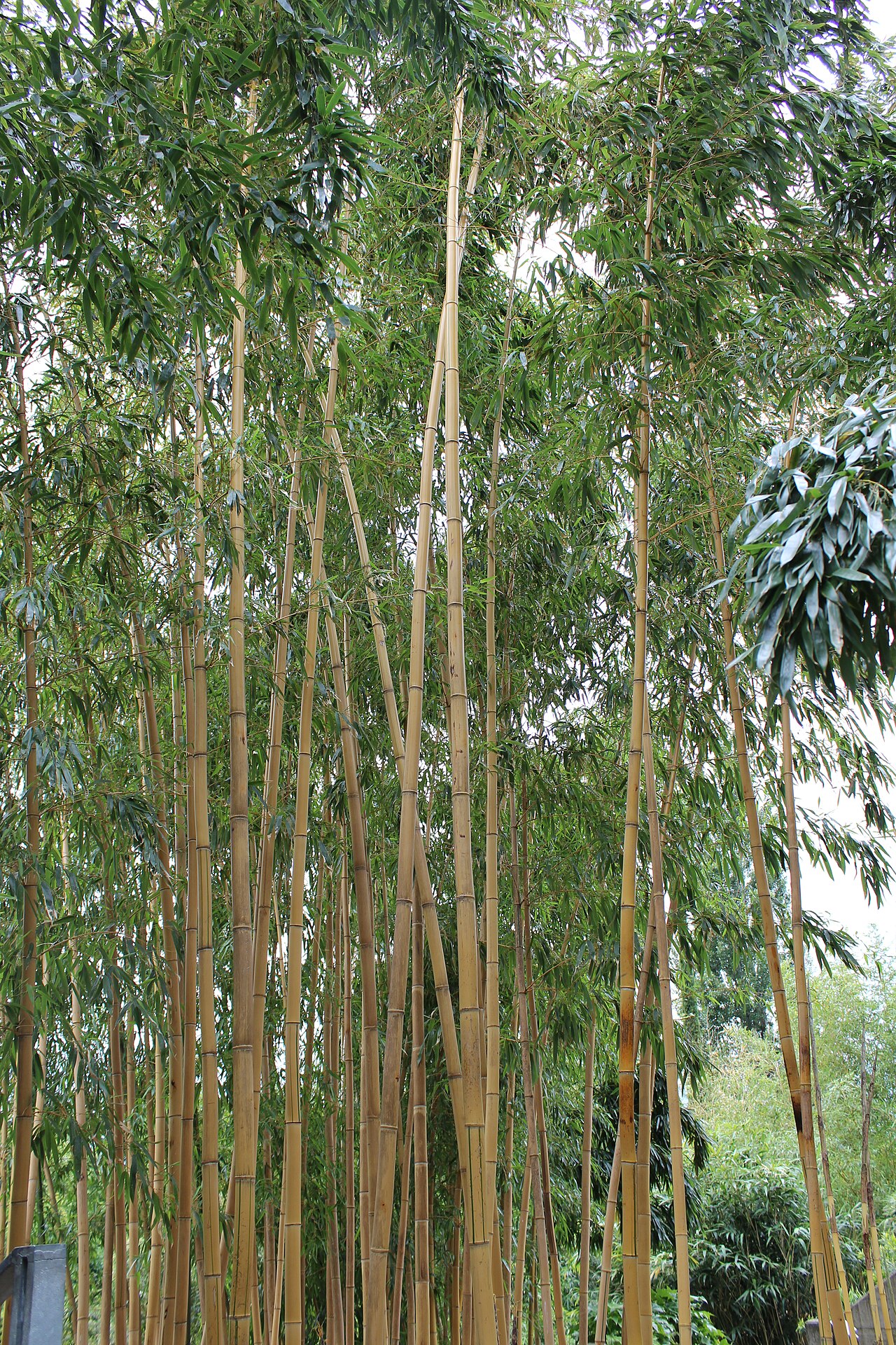 Sasa veitchii, Kuma bamboo grass — spreading evergreen (Poaceae) (image 8 of 9)