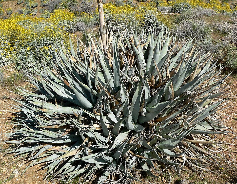 Agave deserti (desert agave) (alternate view 6)