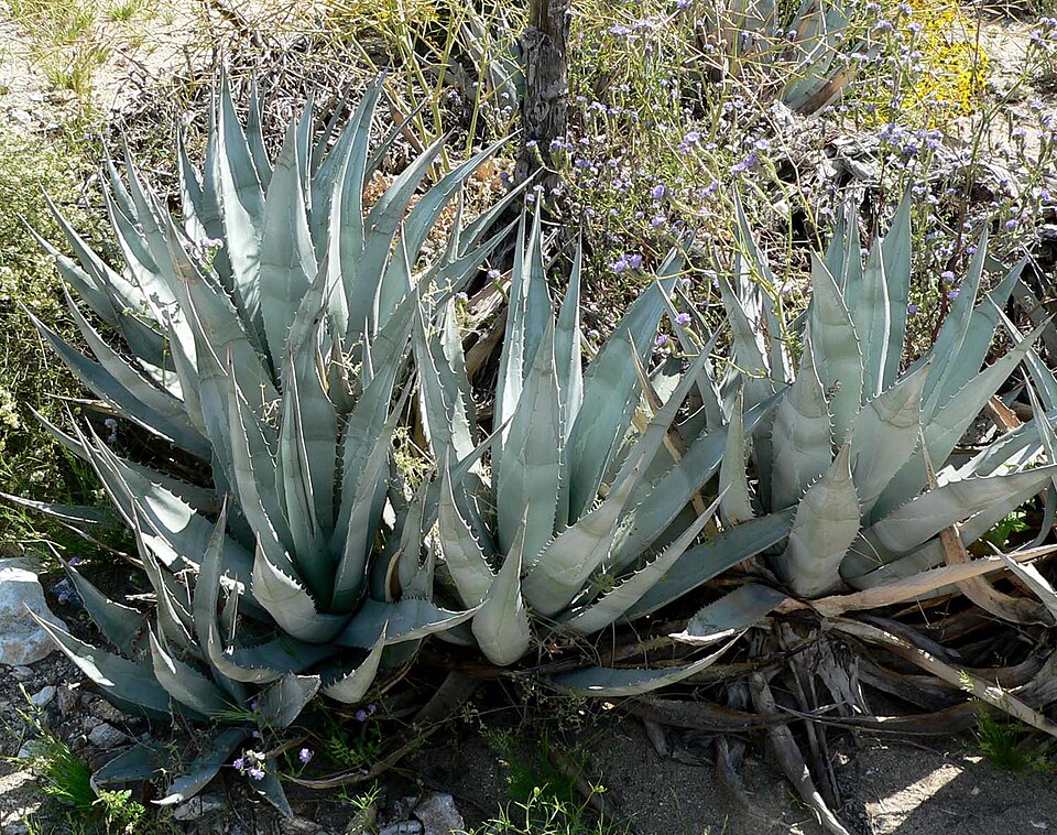 Agave deserti (desert agave) (alternate view 7)