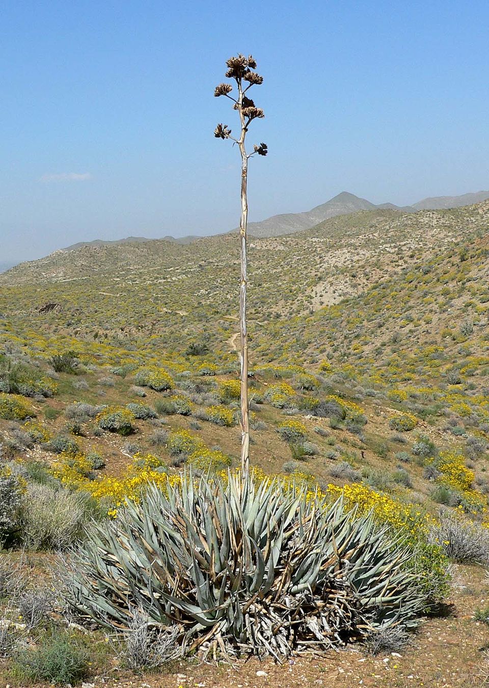 Agave deserti (desert agave) (alternate view 8)