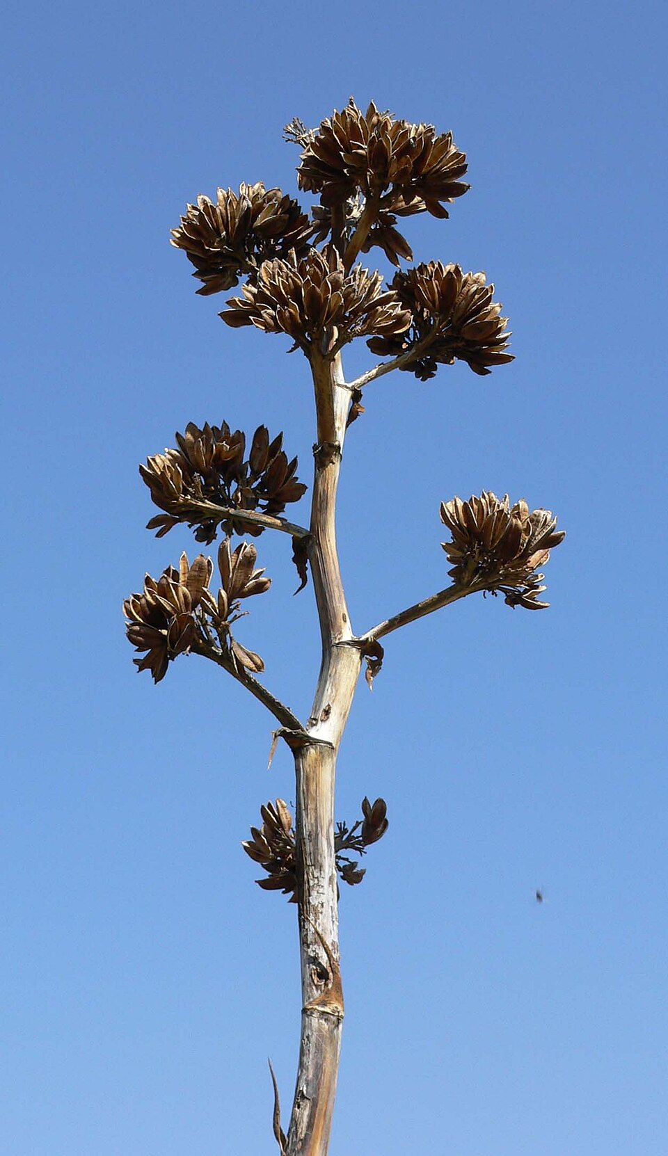 Agave deserti (desert agave) (alternate view 9)