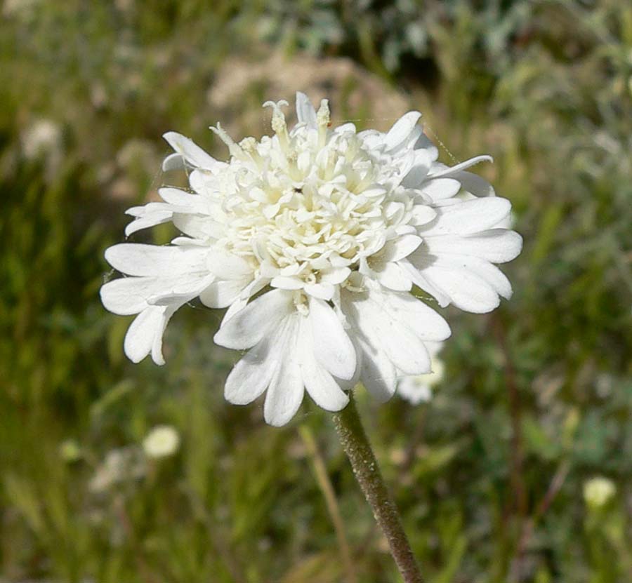 Chaenactis fremontii (Fremont's pincushion) (alternate view 7)