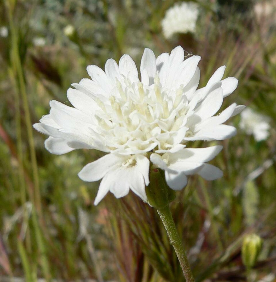 Chaenactis fremontii (Fremont's pincushion) (alternate view 8)