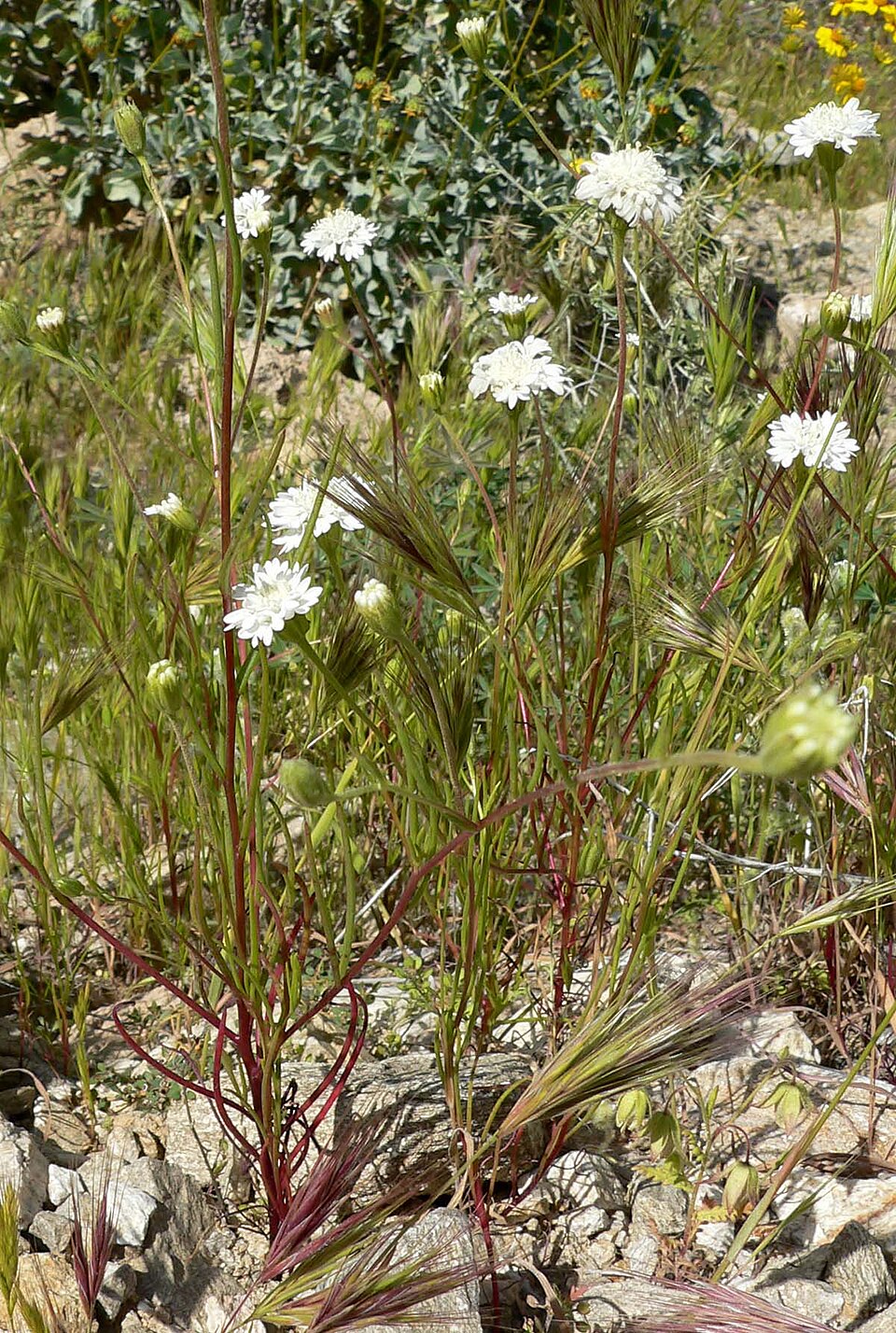 Chaenactis fremontii (Fremont's pincushion) (alternate view 9)