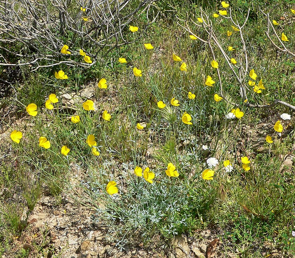 Eschscholzia minutiflora (Little Gold Poppy) (alternate view 6)