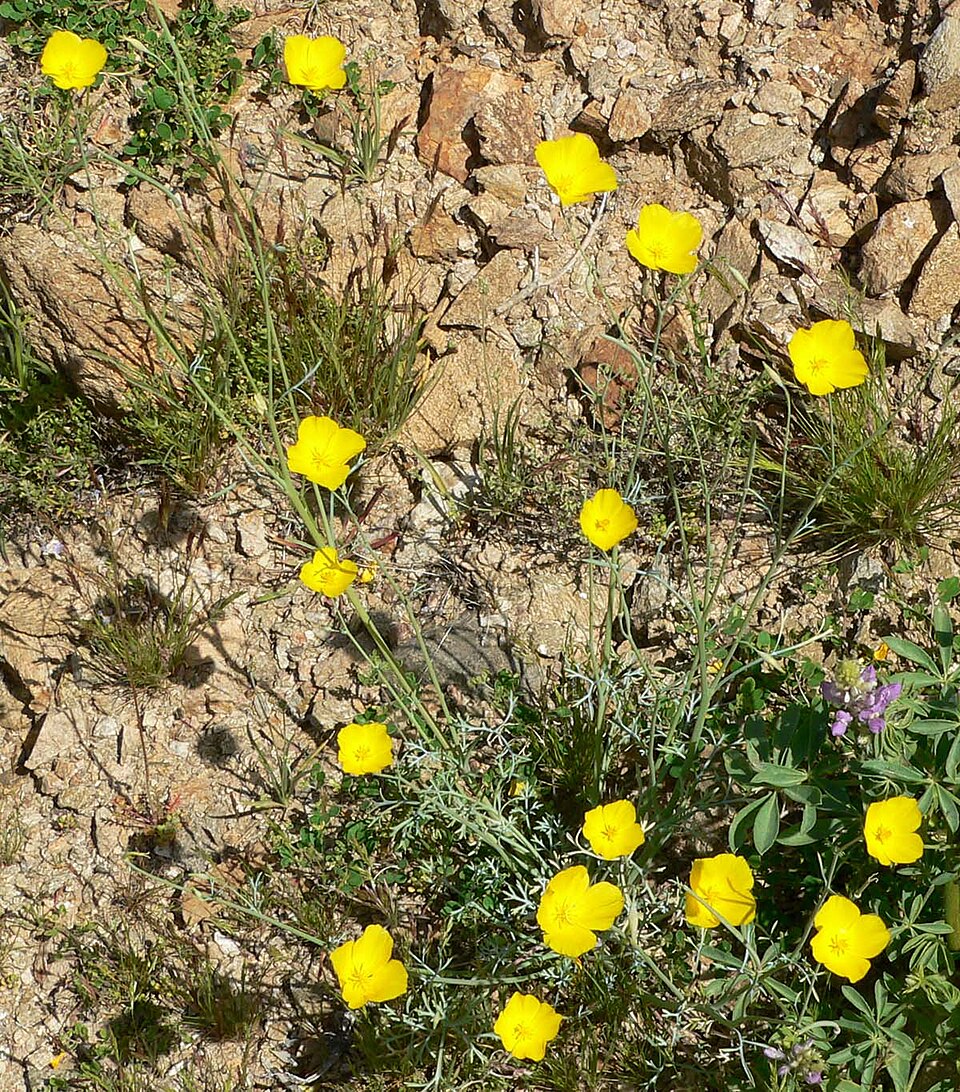 Eschscholzia minutiflora (Little Gold Poppy) (alternate view 7)