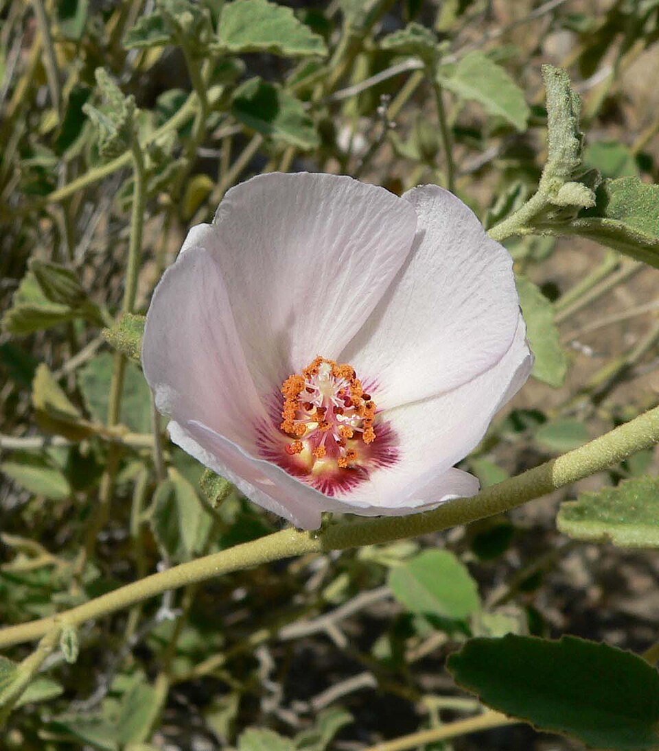 Hibiscus denudatus (Rock Hibiscus) (alternate view 6)