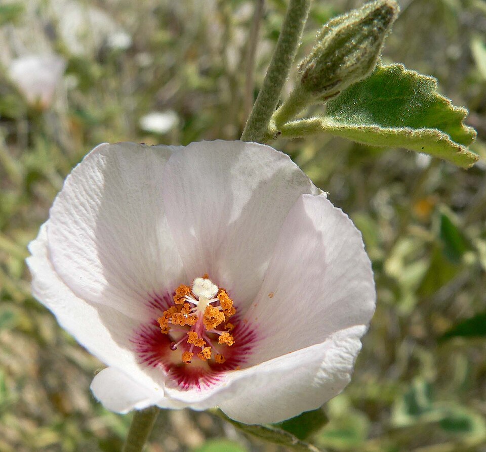 Hibiscus denudatus (Rock Hibiscus) (alternate view 7)